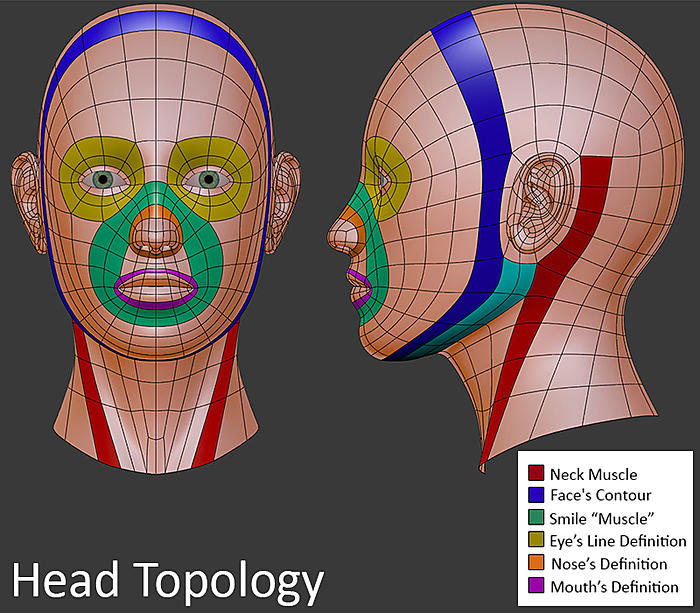 human-head-topology