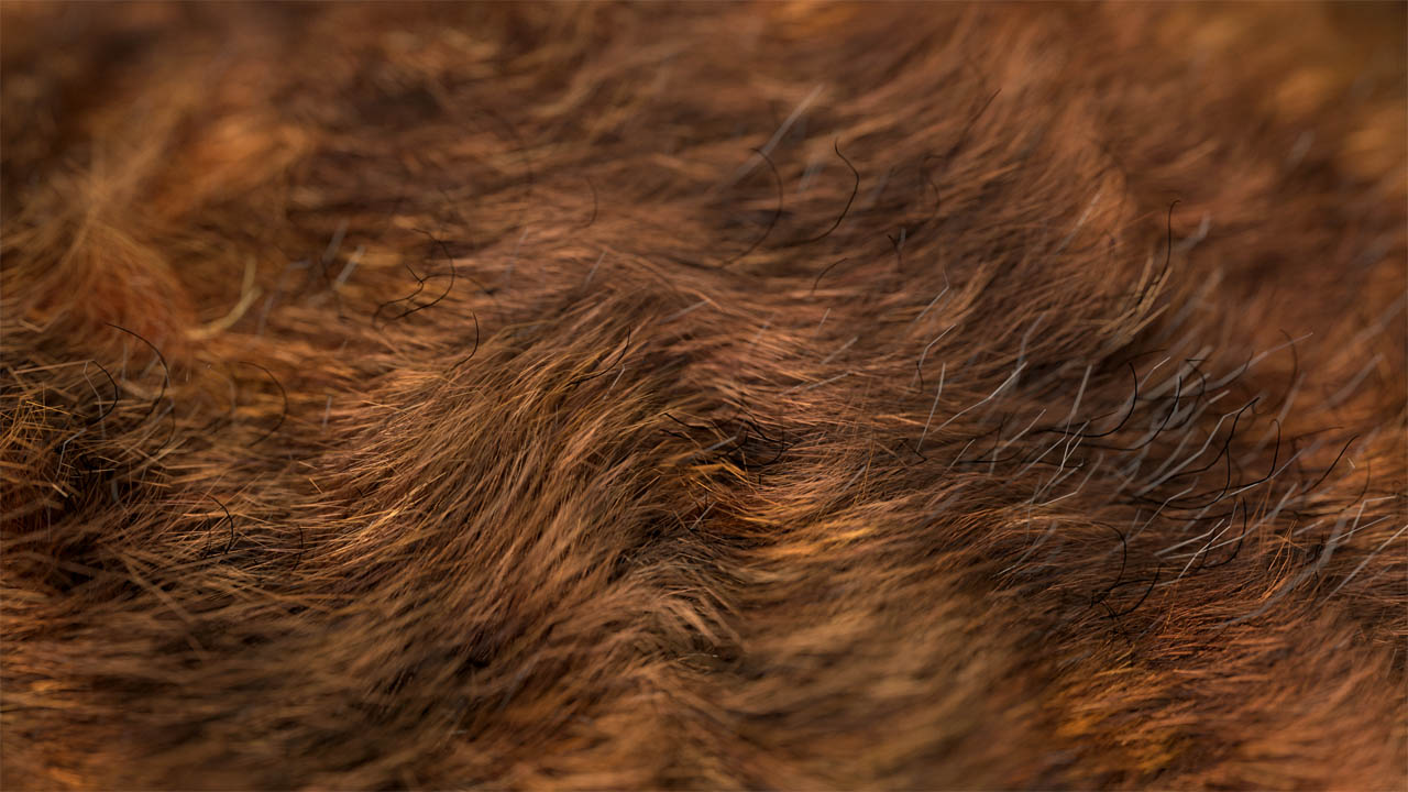 Поверхность шерсти. Текстура шерсти. Шерсть животных. Текстура волос. Мех текстура.