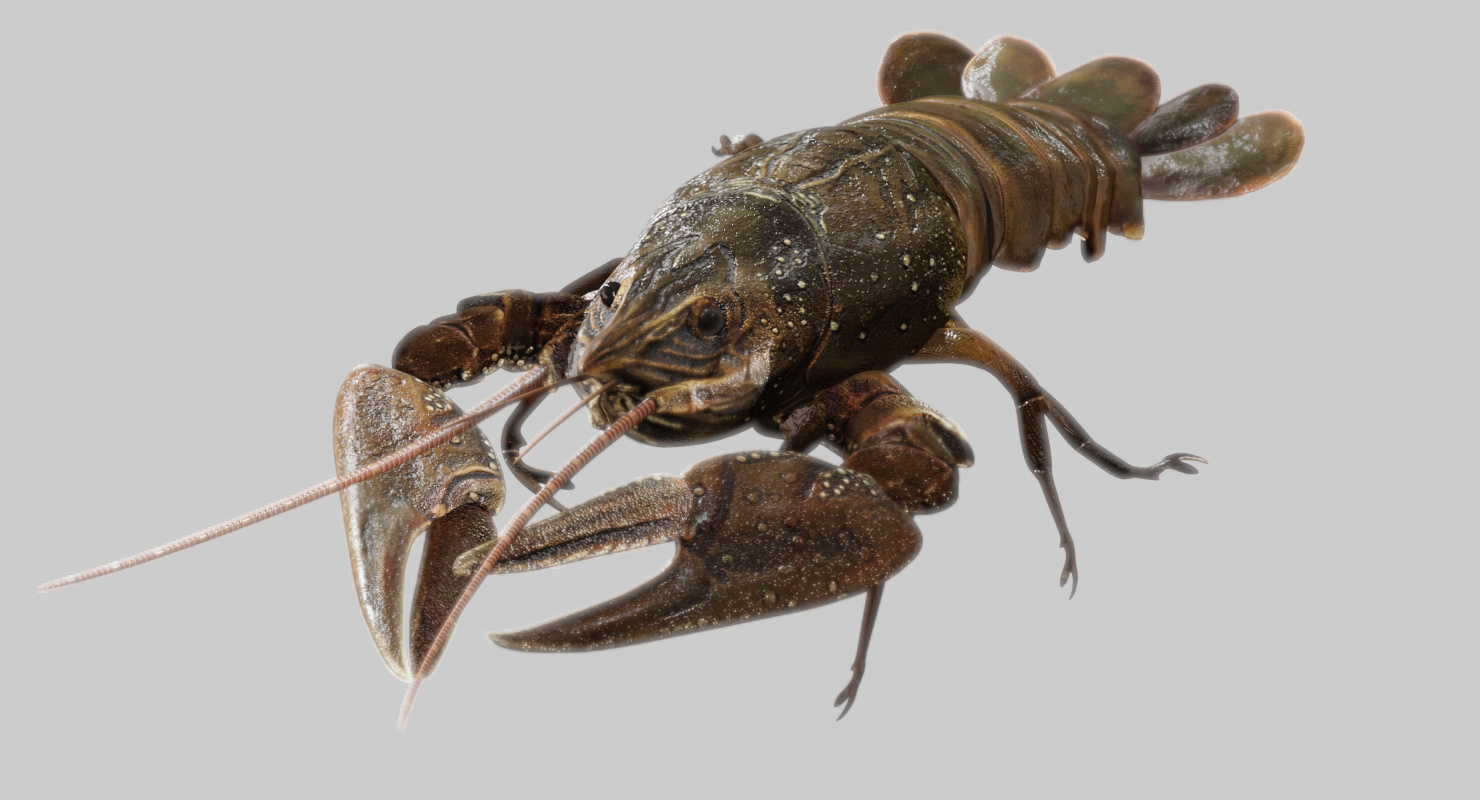 Rigged Realistic Crawfish - Eevee - Finished Projects - Blender