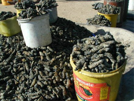 http://www.questconnect.org/images/mopani_worms.jpg