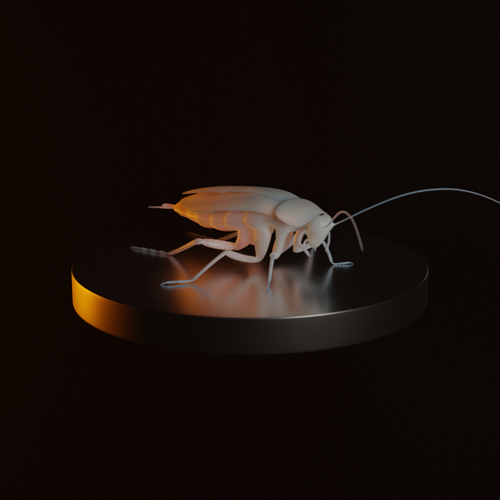 Cockroach Model - Works in Progress - Blender Artists Community