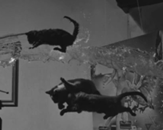 Three Flying Cats, As Depicted by the Iconic Dali Atomicus