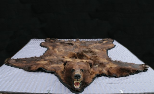 Bear Rug Model, Cost To Make A Bear Skin Rug