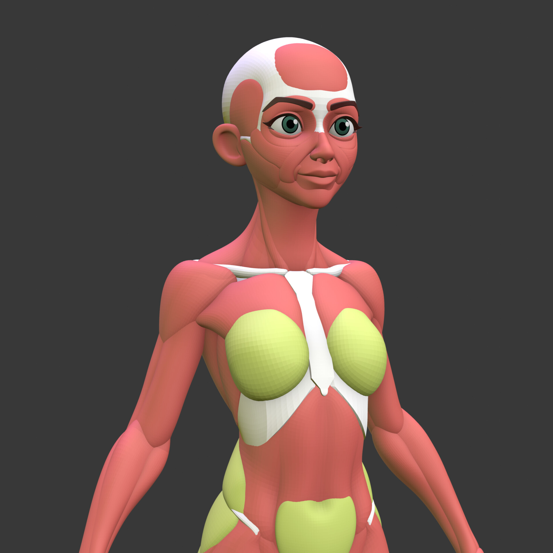 Female character anatomy practice - CG Cookie
