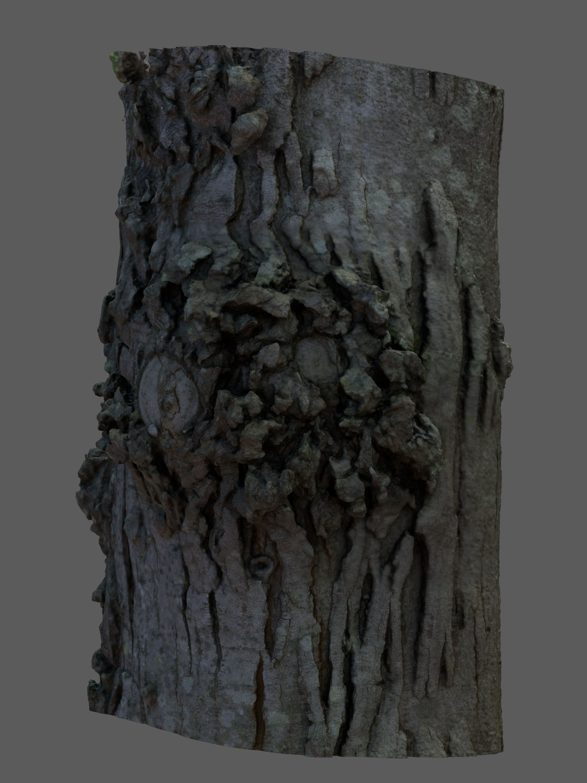 3D Scan: Trees & more! - Finished Projects - Blender Artists Community
