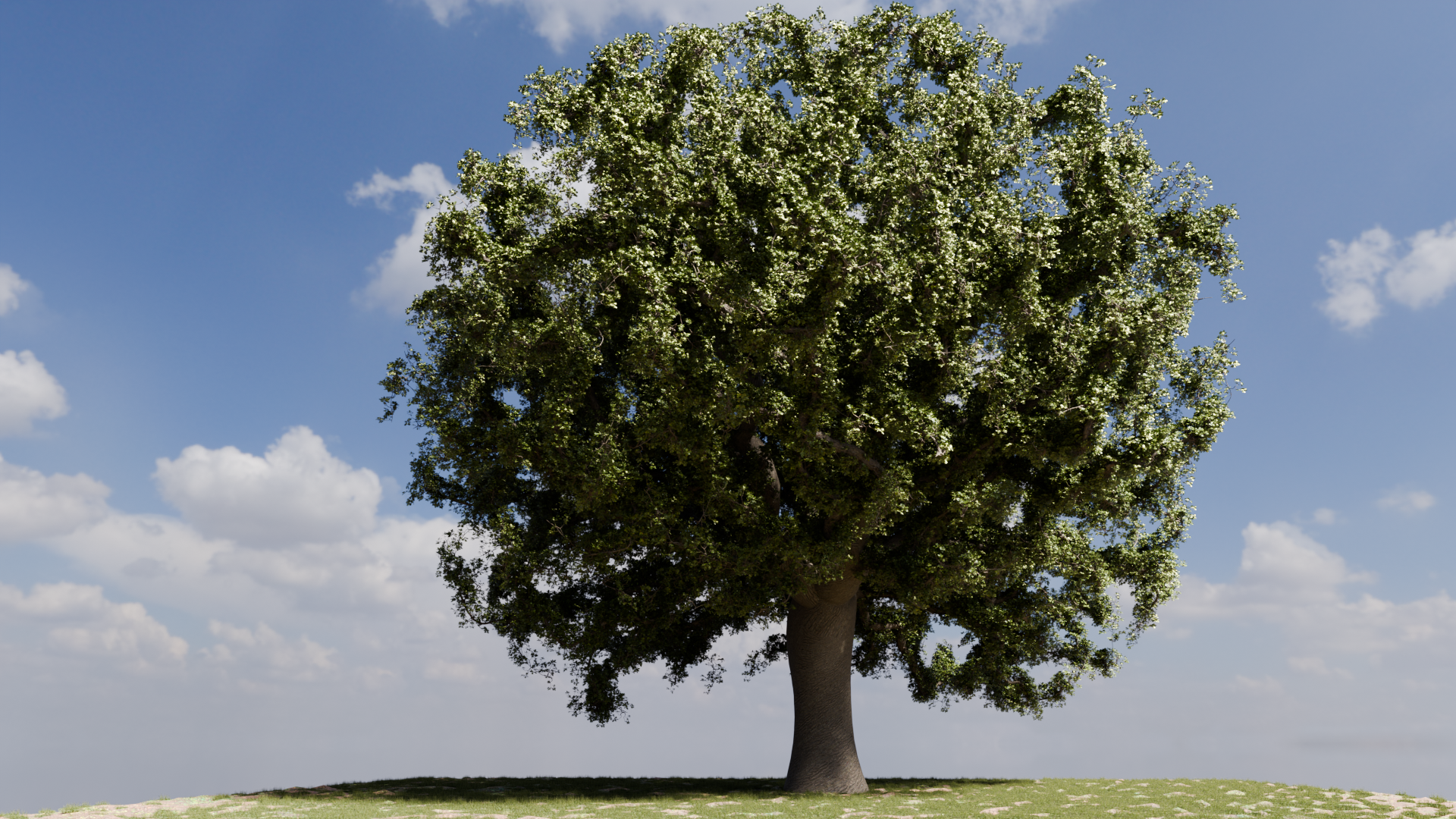 Oak Tree Topology and Appearance - Works in Progress - Blender Artists ...