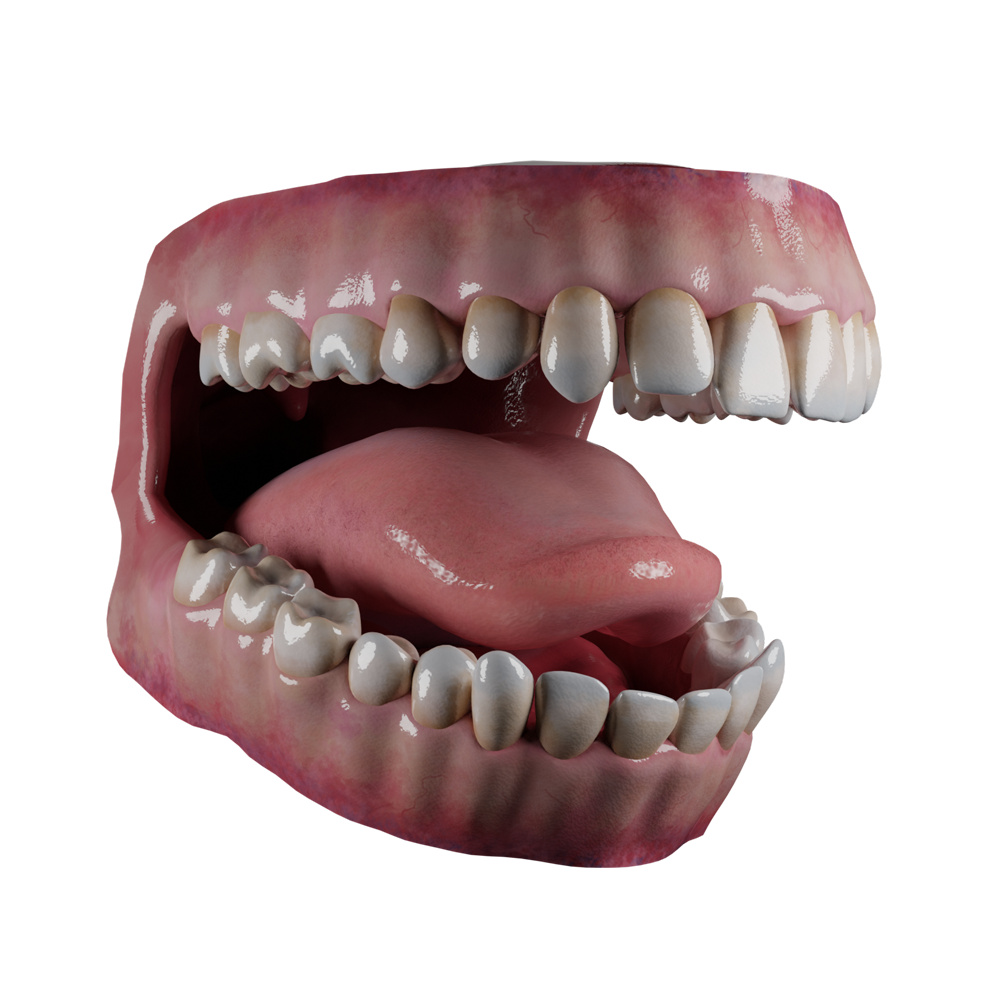Mouth with teeth, gums, tongue - Finished Projects - Blender Artists ...