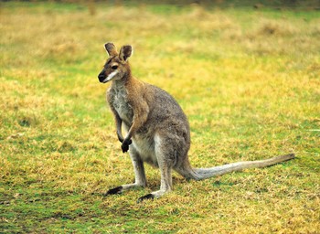 http://howmanyarethere.net/wp-content/uploads/2011/11/kangaroo.jpe