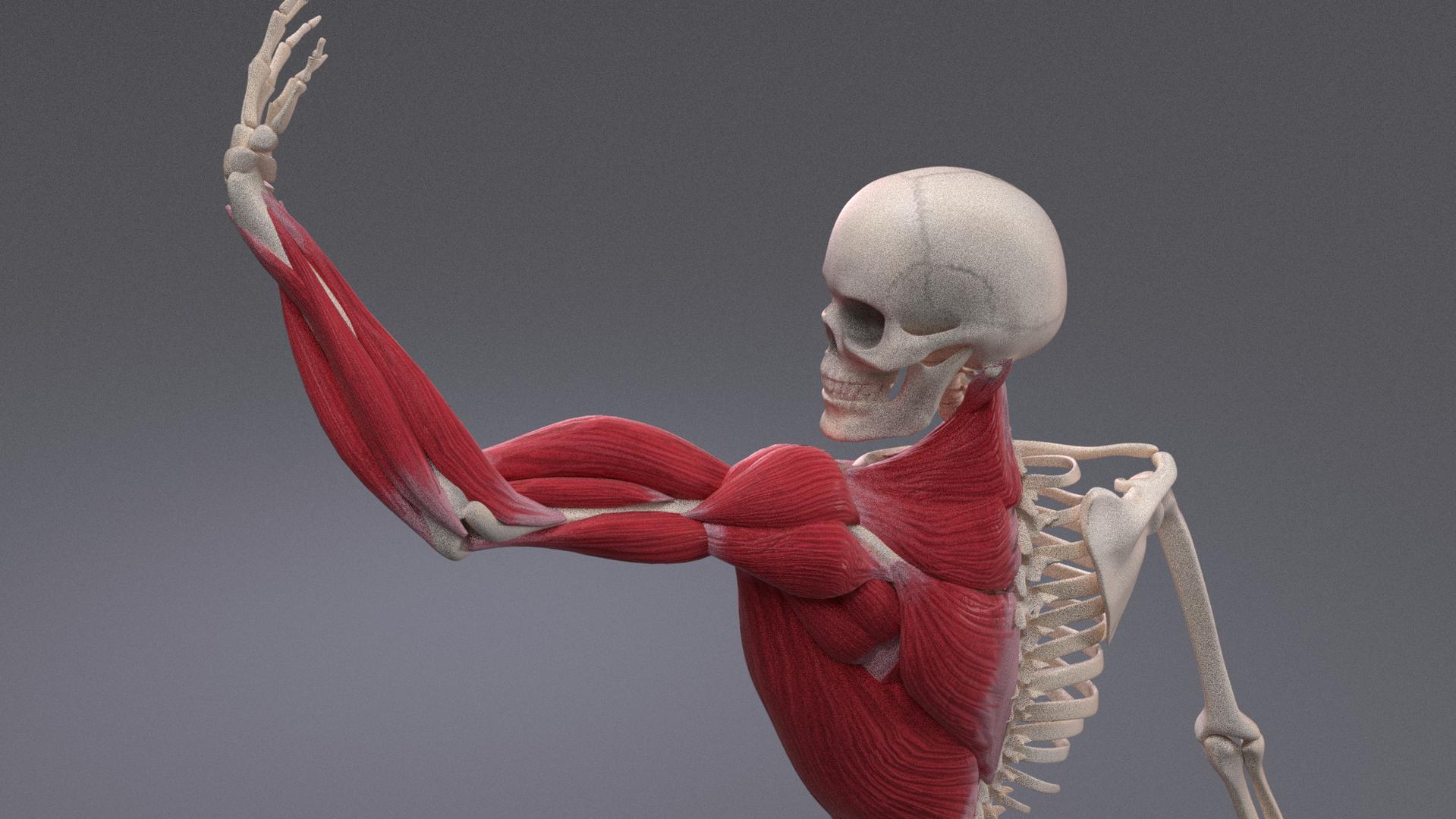 Мягкий скелет мышцы