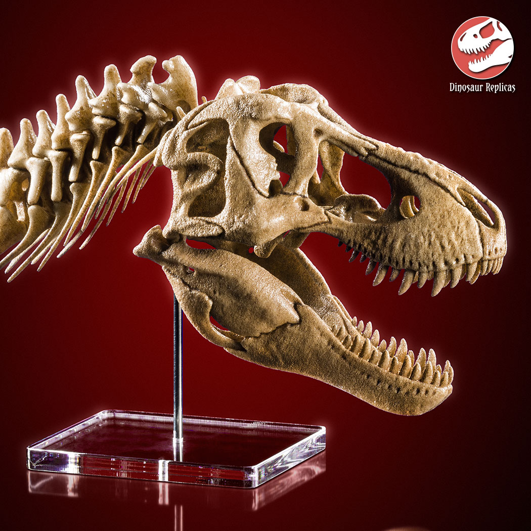Large Dinosaur Skull Model Replica 1/4 Scale Tyrannosaurus Rex T.rex 