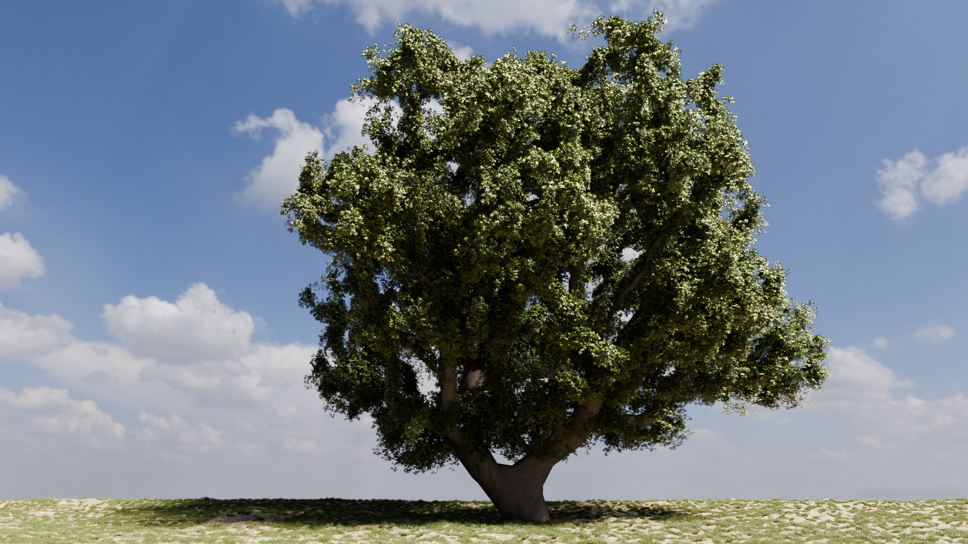 Oak Tree Topology and Appearance - Works in Progress - Blender Artists ...