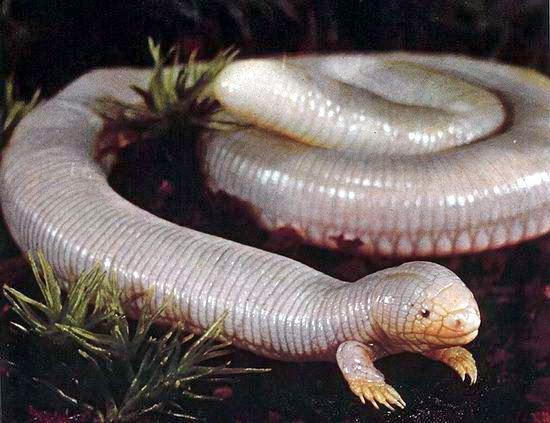 Mexican Mole Lizard 01