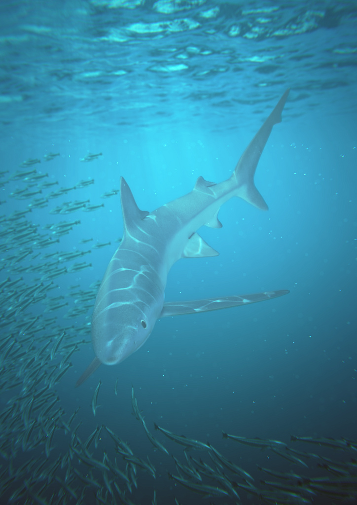 Shark - Finished Projects - Blender Artists Community