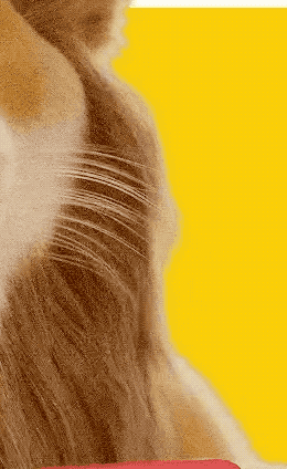 Animated Guide Curves + Noise/Frizz/Clumping (Curve IDs change per ...