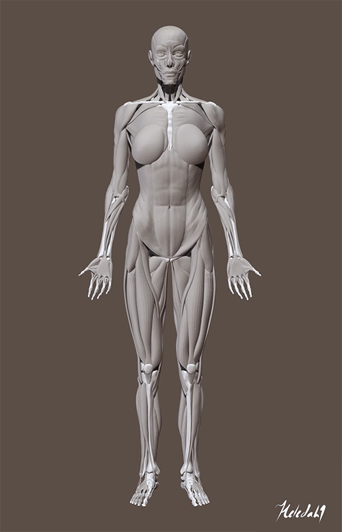 heledahn-muscles-study-gif