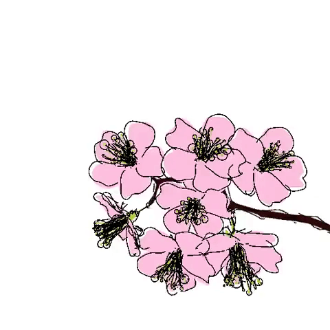 cherry blossom blooming gif