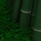 BigBamboo
