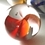 rcpongo