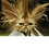 WillBellJr